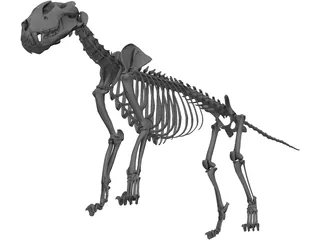 Lion Skeleton 3D Model preview