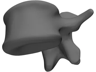 Vertebral Body 3D Model preview