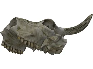 Cow Skull 3D Model preview