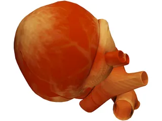 Human Heart 3D Model preview