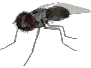 Fly Gray 3D Model preview