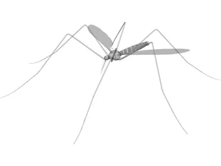 Mosquito 3D Model preview
