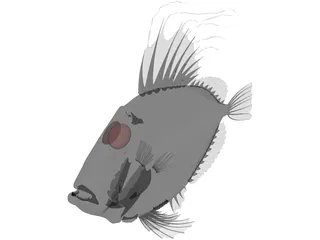San Peters Fish 3D Model preview