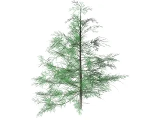 False Golden Larch 3D Model preview