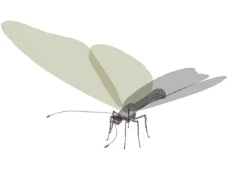 Butterfly 3D Model preview