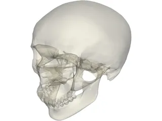 Skull 3D Model preview