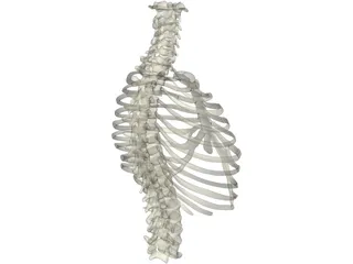 Thorax 3D Model preview