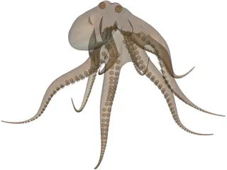 Octopus Vulgaris 3D Model preview