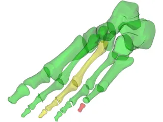 Foot Bone Female 3D Model preview