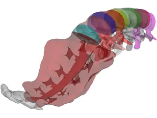 Lumbar Vertebrae Sacrum And Coccyx 3D Model preview