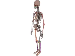 Skeleton Female 3D Model preview