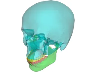 Skull Male 3D Model preview