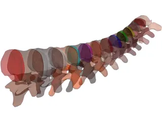 Vertebrae Thoracic 3D Model preview