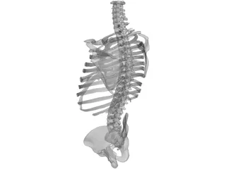 Torso Bone Male 3D Model preview