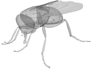 Fly 3D Model preview