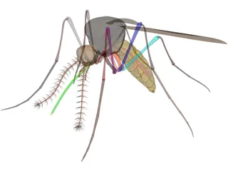 Mosquito 3D Model preview