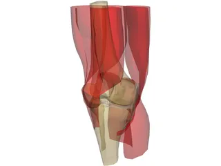 Knee 3D Model preview