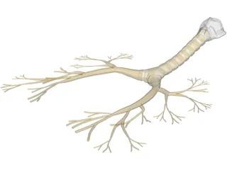 Bronchial Tree 3D Model preview