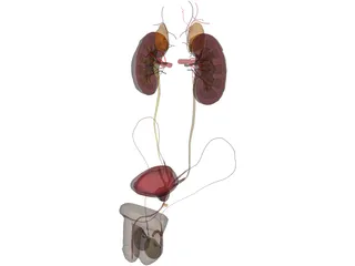 Urinary and Reproductive Systems Male 3D Model preview