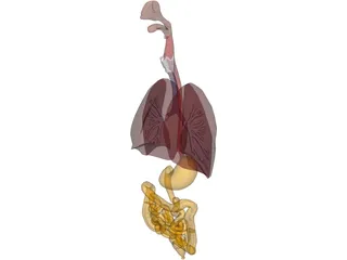 Digestive Tract and Respiratory 3D Model preview