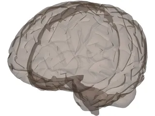 Brain 3D Model preview