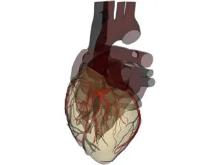 Heart with Internal Parts 3D Model preview