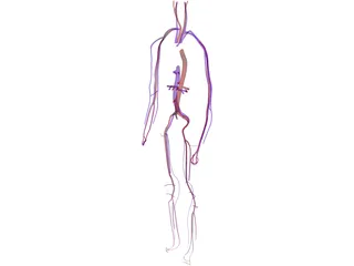 Circulatory System 3D Model preview