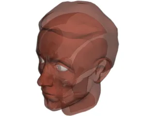 Face Muscles and Head 3D Model preview