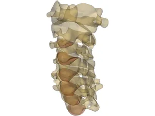 Vertebrae Cervical 3D Model preview