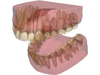 Teeth, Roots, Gums 3D Model preview