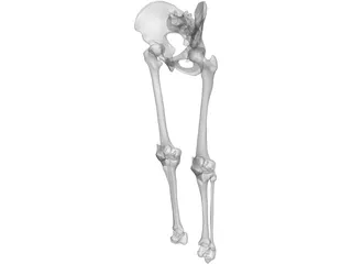 Knee 3D Model preview