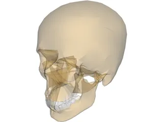 Skull 3D Model preview