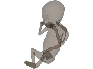 Fetus 3D Model preview
