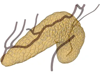 Pancreas 3D Model preview
