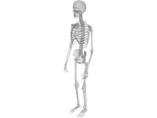 Skeleton Male 3D Model preview
