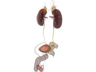 Prostate 3D Model preview