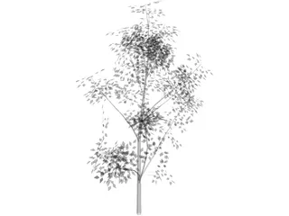 White Ash 3D Model preview