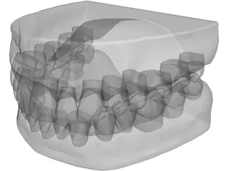 Teeth and Gums 3D Model preview