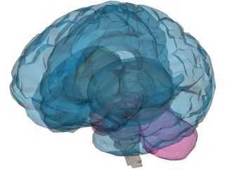 Brain Male 3D Model preview