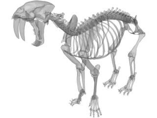 Tiger Saber Tooth Skeleton 3D Model preview