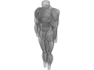Muscles Body 3D Model preview