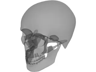 Skull 3D Model preview