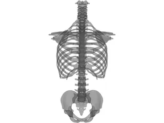 Torso 3D Model preview