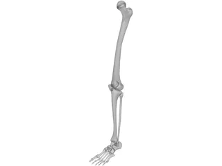 Leg Bone 3D Model preview