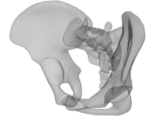 Pelvis 3D Model preview
