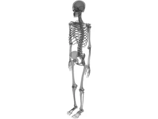 Skeleton 3D Model preview