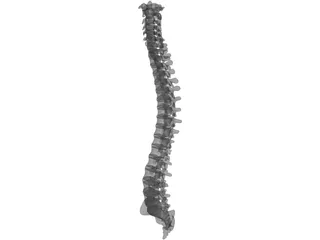 Vertebral Column 3D Model preview