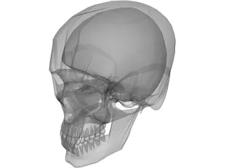 Skull 3D Model preview