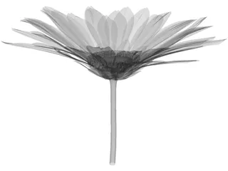 Daisy 3D Model preview
