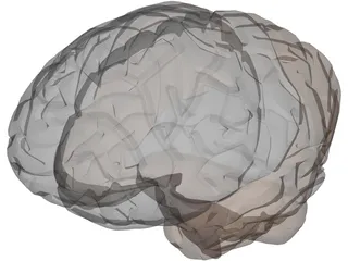 Brain Male 3D Model preview